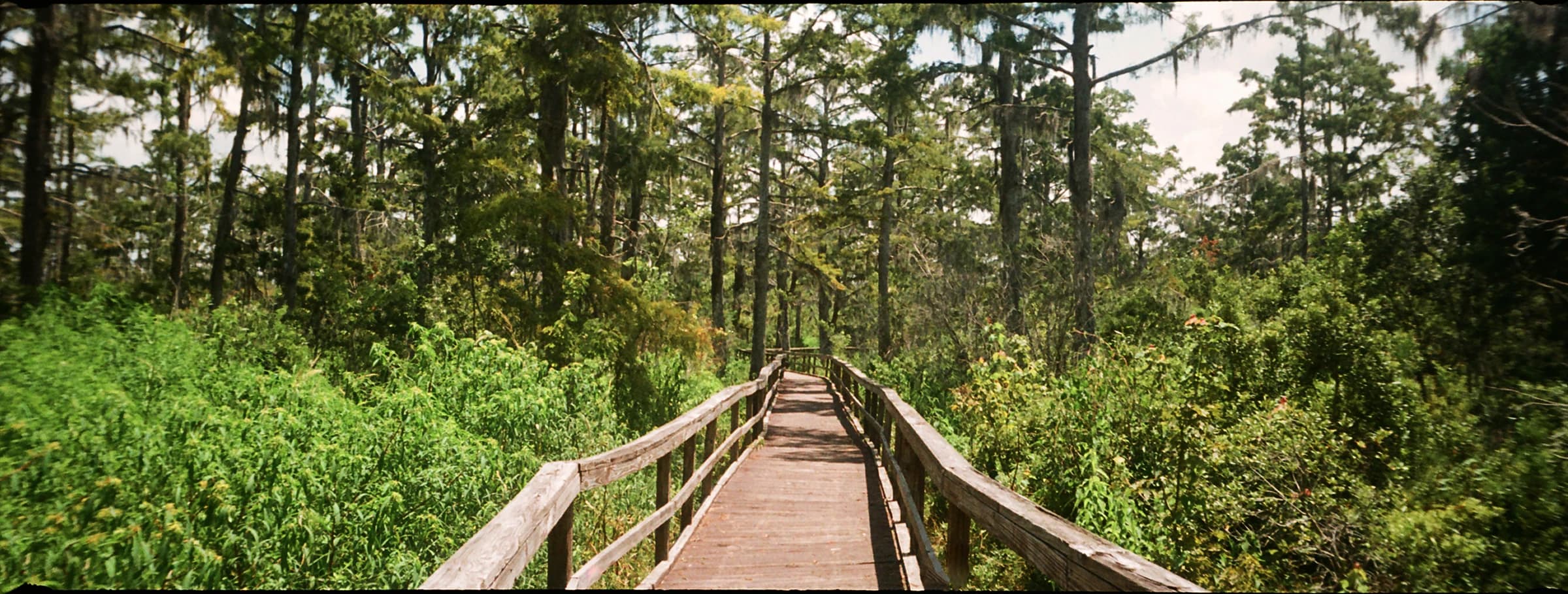 The Swamp Way