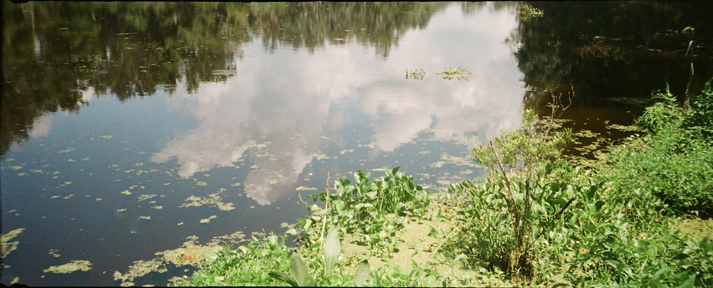 Croco Reflection