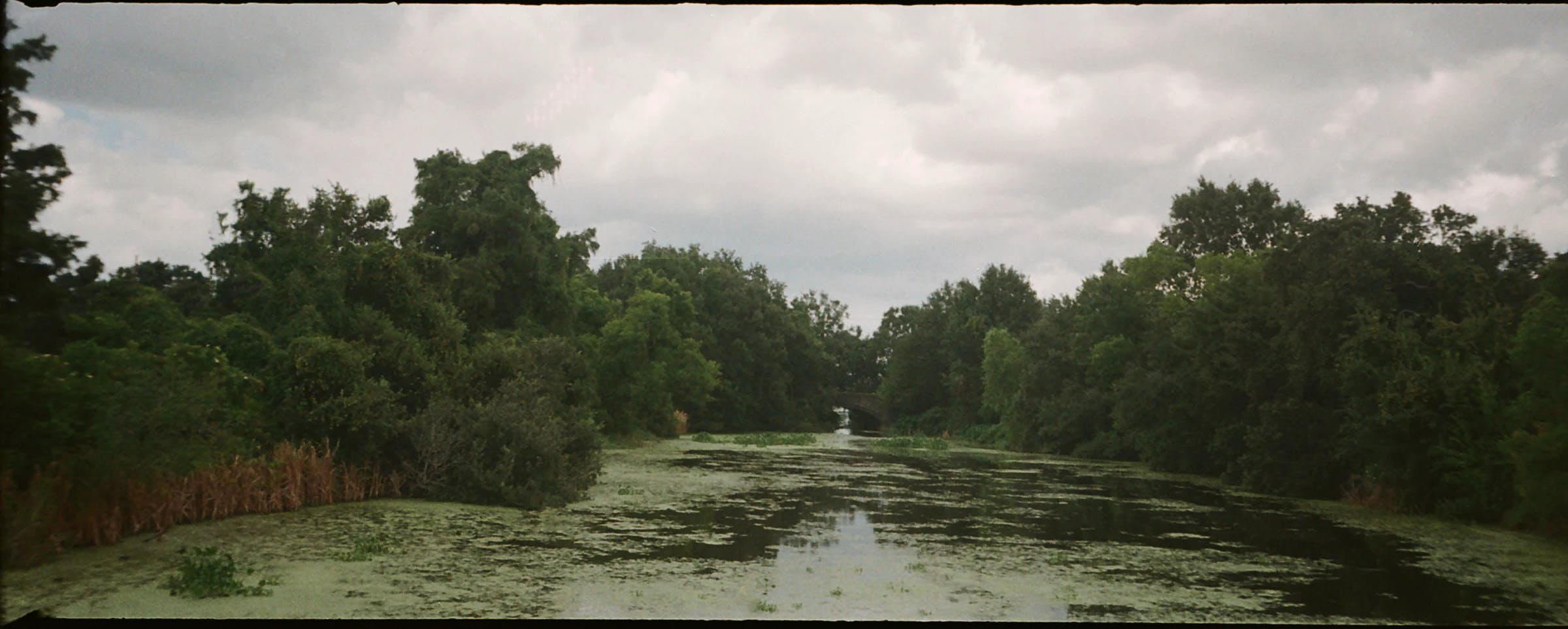 Swamp Greenery
